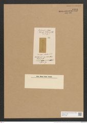 Cocconeis robusta Lend.-Fortm. (de-Toni-Nr.: Genus 40, Species 1809) Zeichnungen Sammlung Grunow Nr. 3595 (NHMW-BOT-W0371186)